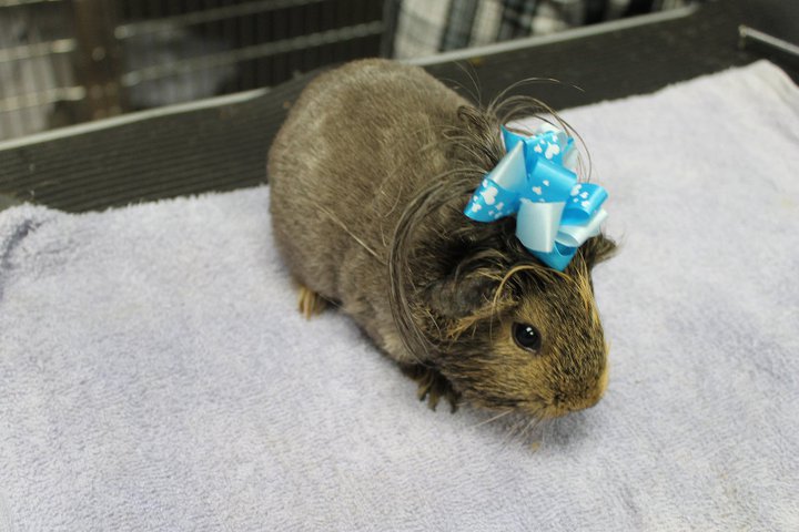 grooming a guinea pig