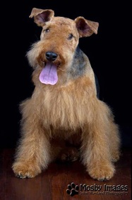 Welsh Terrier - Grooming