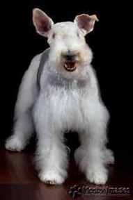 Wire Fox Terrier - Grooming