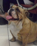 Bitsy the Bulldog watching movies in the office